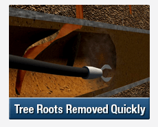 Tree Root Intrusions Villawood